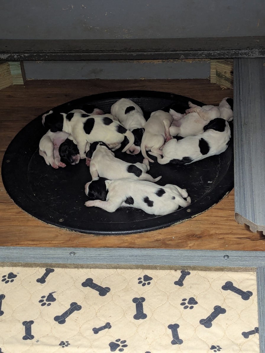 WAR EAGLE PUPS 5 MALES 4 FEMALES